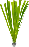 SubstrateSource Live Plant - Tall Grass, Vallisneria Gigantea - Easy Care, Moderate to High Light, Bright Green Accent, Freshwater Aquatic Plant for Aquascaping - Lead Bunch