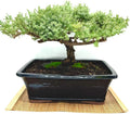 Live Dwarf Juniper Bonsai Tree 15+Years Old | Juniper or Jade Bonsai Tree | Indoor/Outdoor | 100% Handcrafted| Home and Office Décor | Best Gift for Holiday (style4)