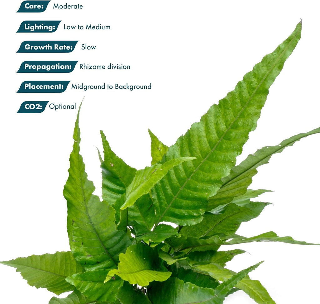 SubstrateSource Live Plants - El Niño Fern (Bolbitis heteroclita) - Midground to Background Epiphytic Rhizome for Low to Medium Light Aquascapes - Dark Green, Slow-Growing Accent - Pot