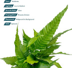 SubstrateSource Live Plants - El Niño Fern (Bolbitis heteroclita) - Midground to Background Epiphytic Rhizome for Low to Medium Light Aquascapes - Dark Green, Slow-Growing Accent - Pot