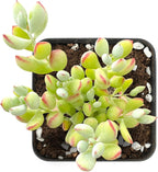 Sprout N Green Cotyledon Pendens, 1 Live Mini Succulent Plant Fully Rooted in 2in Pot, Real House Plant for Home Office Wedding Decoration DIY Projects Party Favor