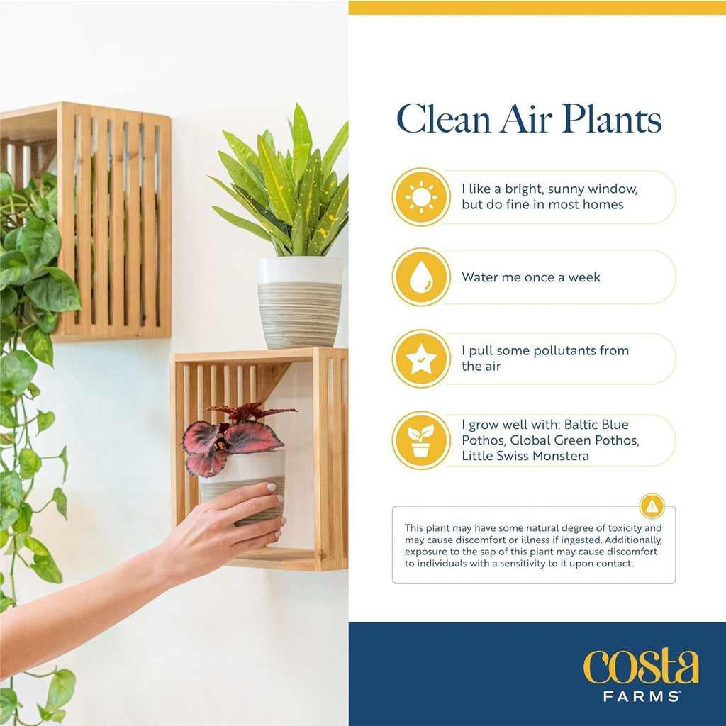 Costa Farms Live Indoor Plant Bundle in Decorative Pots, Easy to Maintain, Air Purifying Indoor Houseplants, Assorted Varieties, Room or Office Decor, House Warming Gift, 8-12 Inches Tall, Pack of 2