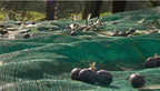 Green Plantation Fruit Collection Agricultural Harvesting Netting Walnut Olive Chestnut Apricot Hazelnut Net, 6x8m/20x26ft