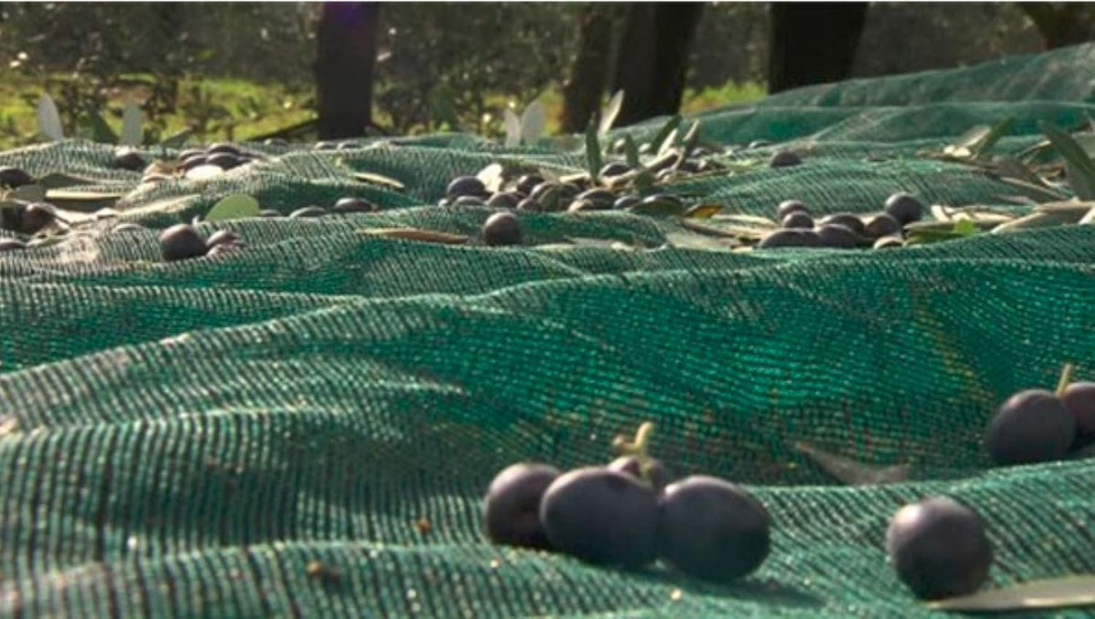 Green Plantation Fruit Collection Agricultural Harvesting Netting Walnut Olive Chestnut Apricot Hazelnut Net, 6x8m/20x26ft