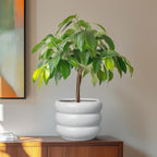 SQOWL Ceramic Planter for Indoor Plants - 8 Inch Plant Pot with Drainage Hole Outdoor Flower Pot Modern Round Planter Medium Plant Pot for Garden Office Decor White