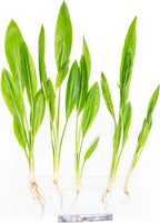 SubstrateSource Live Plant - Amazon Sword (Echinodorus Bleheri) - Beginner Friendly, Easy Care, Medium Light, Midground to Background Placement - Freshwater Aquarium Decoration - 1 Bunch (4-5 Plants)