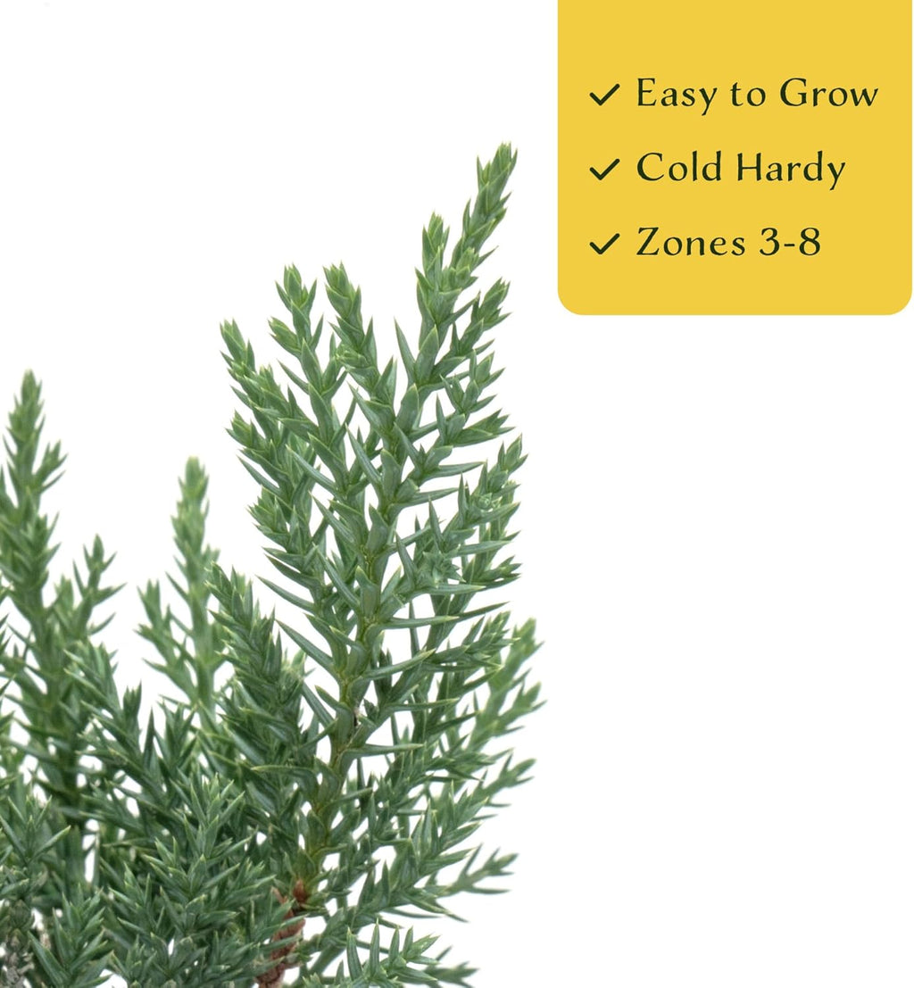 4 Tamarix Juniper in 3.5" Nursery Cubes | Juniperus Sabina ‘Tamariscifolia’ | Dense, Low-Maintenance Evergreen Shrub with Fine, Feathery Foliage | Ready-to-Plant Live Starters