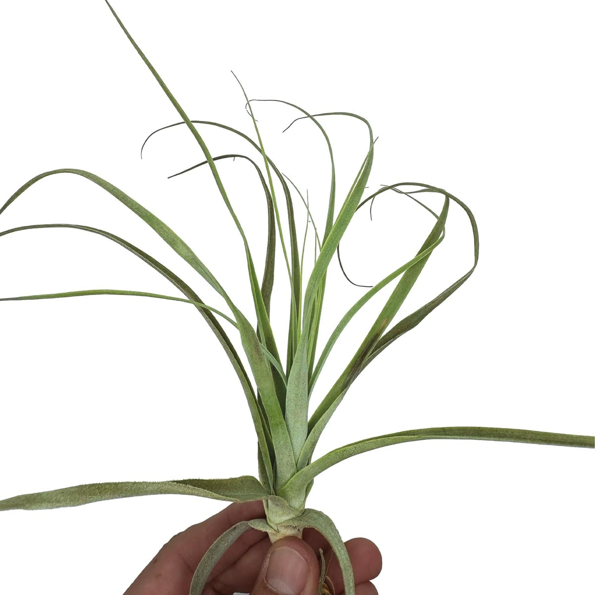 ragnaroc Air Plants - Tillandsia Straminea Jumbo 6-9" - 2ct - Live Arrival Guaranteed - House Plants for Home Decor & Gift