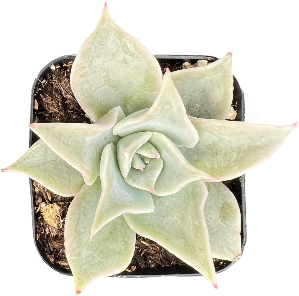Sprout N Green Echeveria Madiba, Rare Live Succulent Plant Fully Rooted in 2" Planter with Soil, Home Office Indoor Outdoor Wedding Decoration DIY Projects Party Favor