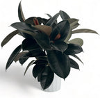 Rubber Tree Live House Plant - Large Indoor Air Purifier Plant - Dark Shiny Petals - Indoor Plants Live Houseplants for Room Decor - Elegant Ficus Burgundy Live House Plants