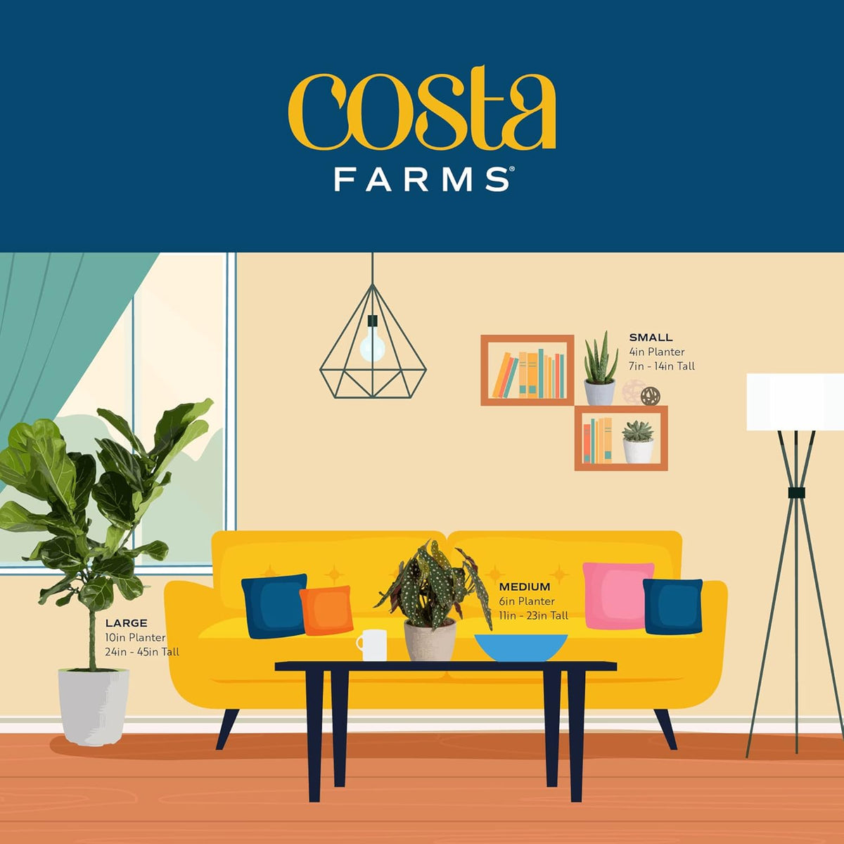 Costa Farms Snake Plant Live Plant | 3-4 Feet Tall Indoor Houseplant | Potted in 12-Inch Planter Pot | Grower's Choice | Perfect Housewarming Gift, Room or Office Decor