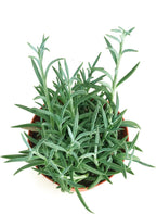 Shop Succulents String of Fishhooks Hanging Succulent, Senecio Radicans Glauca, Fully Rooted Live 4" Succulent Plant, Low Maintenance Indoor Plant, Hardy Succulents, Trailing Succulents, Gift & Garden