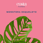 Costa Farms Monstera Esqueleto Live Plant | 2-3 Feet Tall | Large Tropical Houseplant in 10-Inch Plant Pot | Gift for Housewarming, Birthday | Perfect Decor for Home, Office, and Room