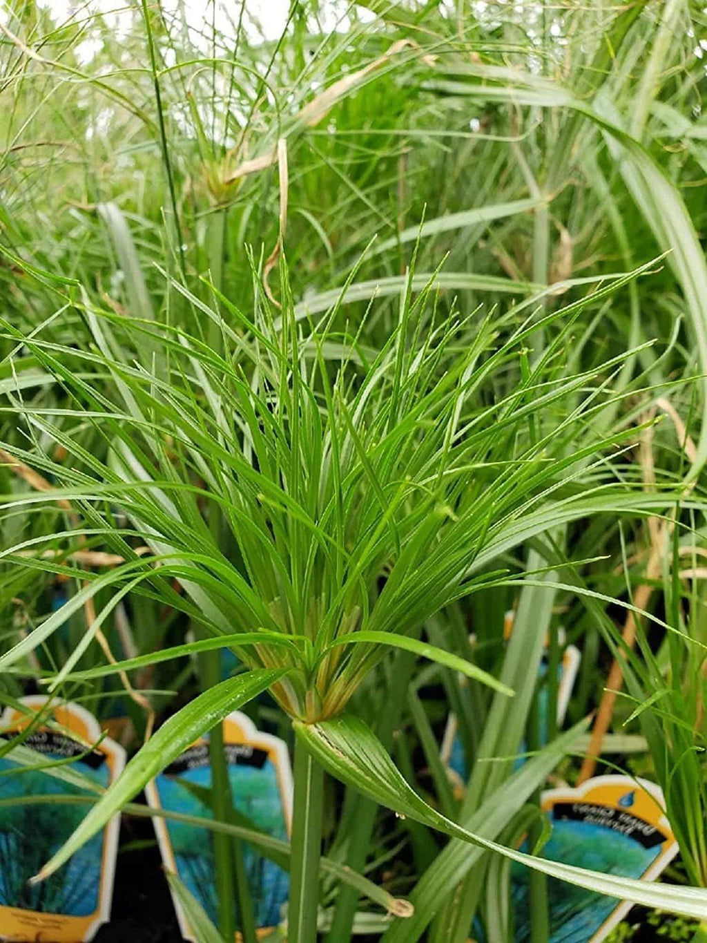 Nile Queen Papyrus | 3 Live Plants | Cyperus Shade & Wet Tolerant Aquatic Foliage