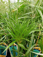 Nile Queen Papyrus | 3 Live Plants | Cyperus Shade & Wet Tolerant Aquatic Foliage