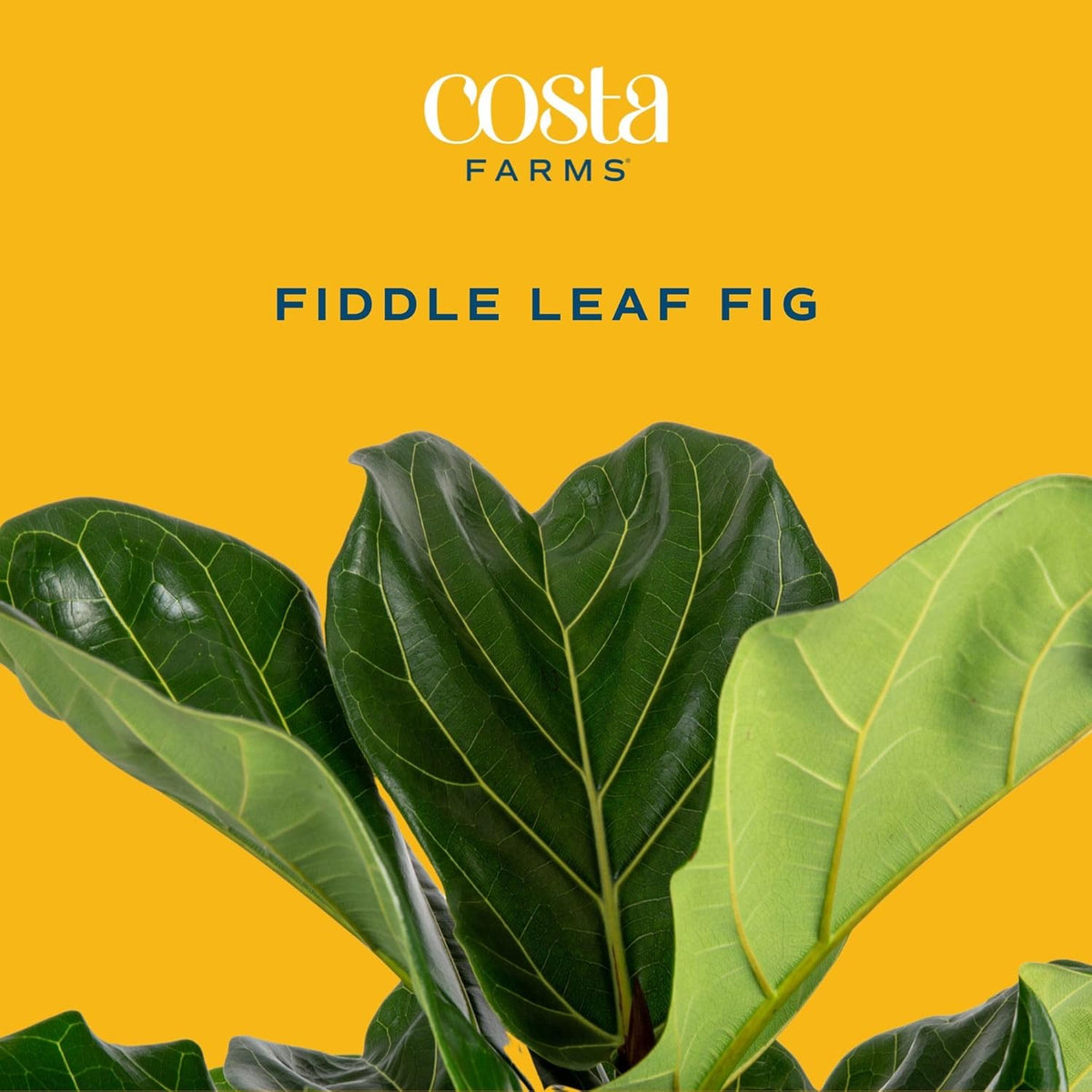Costa Farms Fiddle Leaf Fig Tree Plant, Live Ficus Lyrata, Live Indoor Plant in Nursery Plant Pot, Live Houseplant in Soil Mix, Housewarming New Home, Office and Indoors Decor, 5 Feet Tall