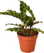 Calathea Lancifolia Rattlesnake Live Plant for Indoor | Different Houseplants in 4'' & 6'' Pot | Real House Plant for Living Room, Office, Desk & Bathroom | Peacock Zebra
