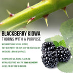 BlackBerry Plant Kiowa (4 Pack) | Live Fruit Plant for Planting | Extra-Large, Juicy & Sweet Berries | Thorny & High-Yielding Variety | Perfect for Fresh Eating, Jams & Organic Gardening