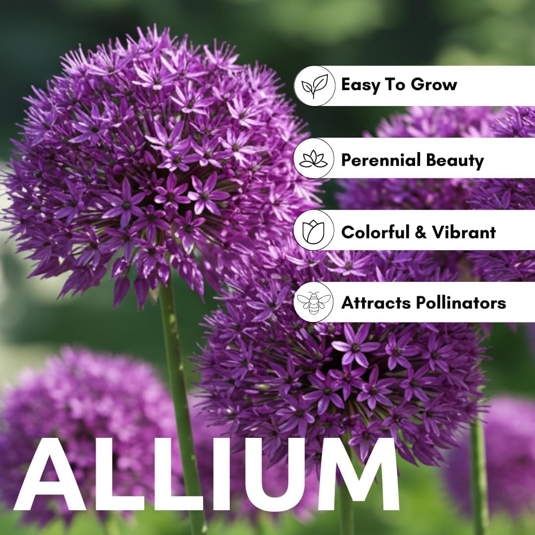 Purple Allium Bulbs for Planting - Easy to Grow Perennial Flowers, Top Size Bulbs, Large Spherical Blooms (20 Bulbs)