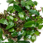 SubstrateSource Bucephalandra Rainbow Frost Live Aquarium Plant - Natural Freshwater Fish Tank Decorations and Aquatic Decor (Plant (10-15 Leaves))