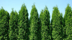 Two Pack of Green Giant Arborvitae Trees - Fast Growing Evergreen - 2 Live Plants Shipped 1 to 2 Feet Tall by DAS Farms (No California)
