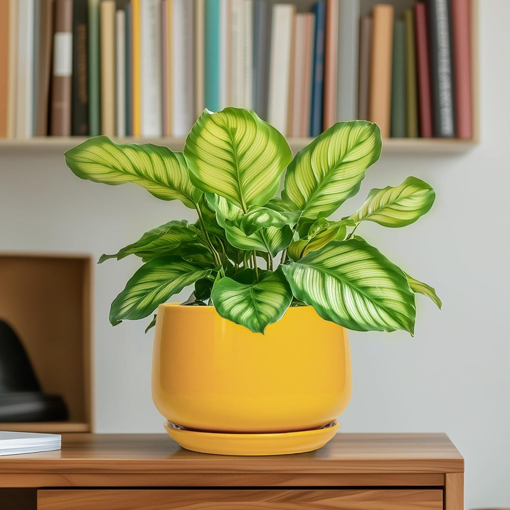 G EPGardening Ceramic Plant Pot - 6 Inch Ceramic Planter with Drainage Hole and Tray, Modern Round Planter, Flower Pot for Indoor Outdoor Plants, Plants Lovers Gifts, House Garden Decor, Yellow