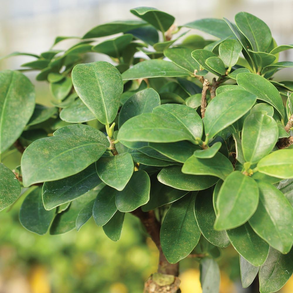 Brussel's Bonsai Live Ginseng Grafted Ficus Bonsai Tree Kit - Small Indoor Bonsai Ficus Tree - Bonsai Kit with Ceramic Bonsai Pot and Bonsai Soil