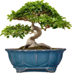 Bonsai Pots - 13.2 Inch Oval Ceramic Pots for Plants, Large Succulent Planter with Drainage Hole, Decorative Planters for Indoor Outdoor, Garden House Decor, Housewarming Gifts, Retro Blue