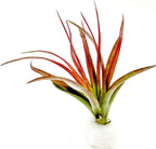 ragnaroc Air Plants - Tillandsia Brachycaulos Abdita, Large 4-6" - 2 ct - Live Arrival Guaranteed - House Plants for Home Decor & Gift