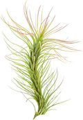 ragnaroc Air Plants - Tillandsia Funckiana, Large 5" - 1ct - Live Arrival Guaranteed - House Plants for Home Decor & Gift