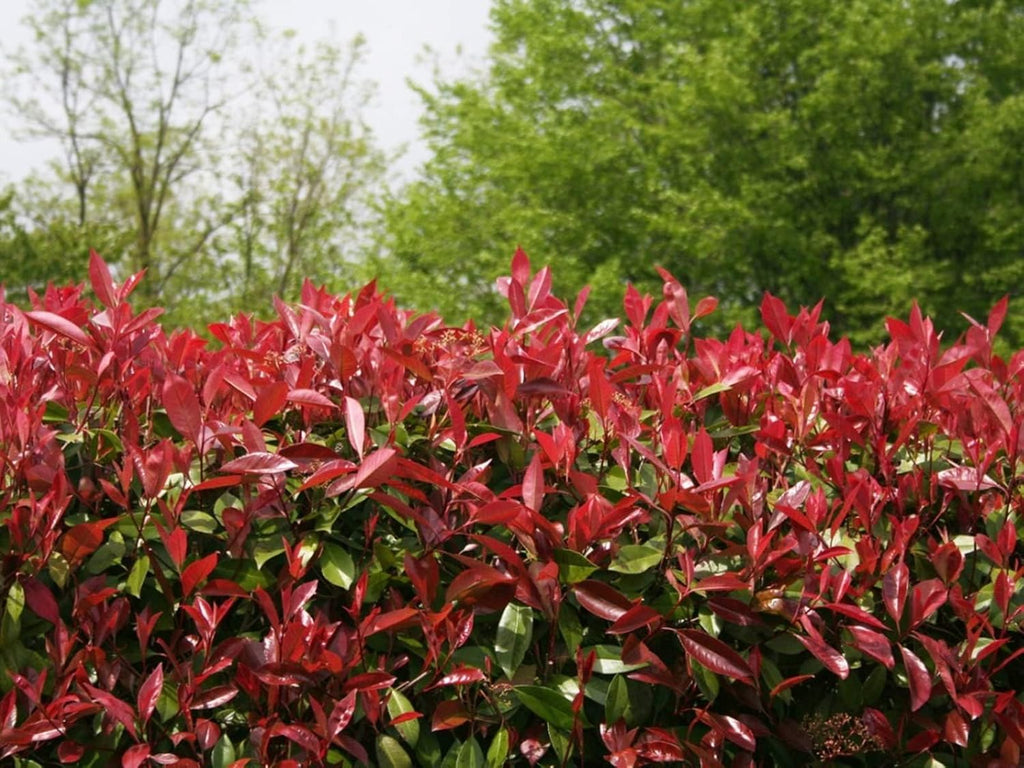 Photinia Red Tip | 1 Large Gallon Size Plant | Photinia x Fraseri | Evergreen Landscape Hedge Shrub