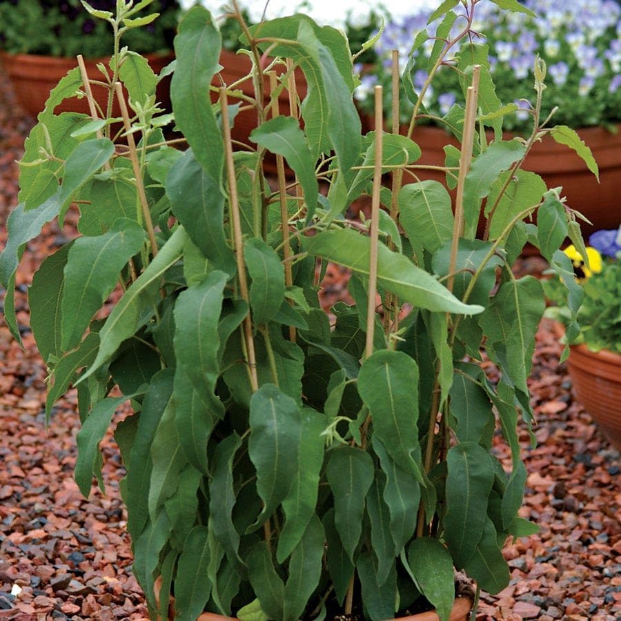 Park Seed Grow Your Own Eucalyptus Seeds Plant, Perfect for Indoor Growing and Spring Garden, Lemon Bush, Pack of 15