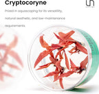 Ultum Nature Systems Cryptocoryne Beckettii Petchii Tissue Culture Live Plant for Aquarium, Aquascape, Freshwater Fish Tanks - 100% Snail Free in Vitro