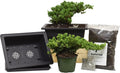 Flora's Market Bonsai Kit - Full kit Nana Juniper Bonsai with Fertilizer and Soil (Nana Juniper)
