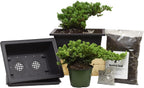 Flora's Market Bonsai Kit - Full kit Nana Juniper Bonsai with Fertilizer and Soil (Nana Juniper)