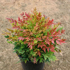 Nandina Gulf Stream - Nandina domestica. Compact Heavenly Bamboo | Year-Round Color | Low Maintenance Shrub | Drought Tolerant | Live Plant (2 Nandina Gulf Stream Cups)