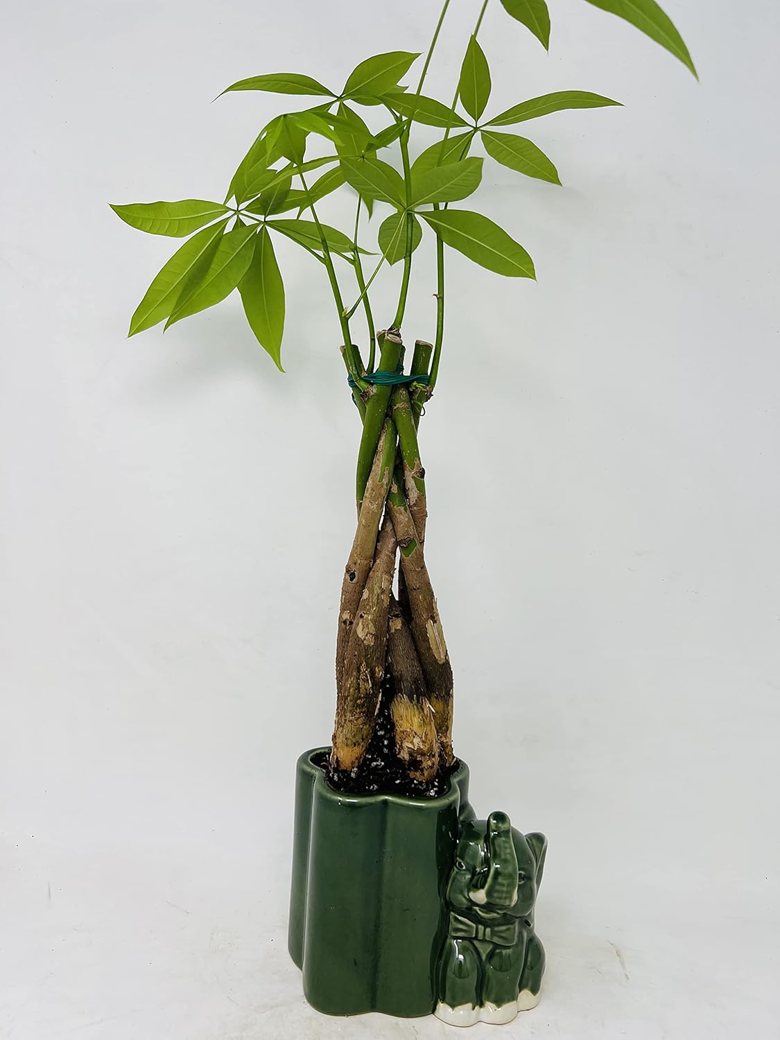 Jmbamboo - Live 10"-12" Money Tree Bonsai-and elephant ceramic pot.
