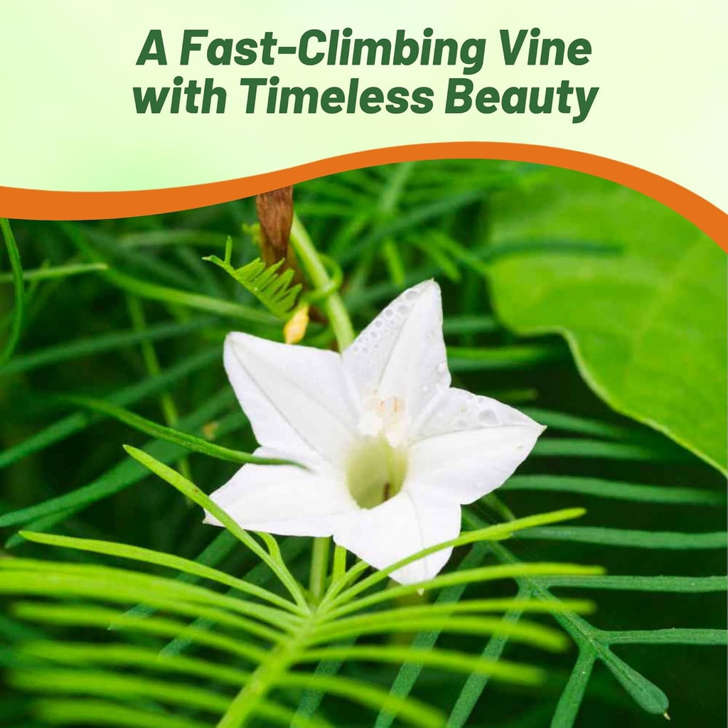 Outsidepride White Cypress Vine Seeds - 200 Pcs Annual Flower Seeds with Nectar-Rich, Star-Shaped Flowers & Feathery, Fern-Like Leaves for Fences, Trellises, Pergolas & Vertical Gardens