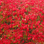 Burning Bush Shrub, Dwarf Burning Bush Live Plant in 4 Inch Pot, Red Shrub No Shipping to N.Y. CA, or MA, ME, VT, NH, NY