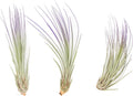 Purple Colorful Tillandsia Air Plants - Long Lasting Color Enhanced Live Tillandsia Succulent House Plants - Home and Garden Decor - Easy Care Indoor and Outdoor (Juncea, Pack of 3)