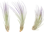 Purple Colorful Tillandsia Air Plants - Long Lasting Color Enhanced Live Tillandsia Succulent House Plants - Home and Garden Decor - Easy Care Indoor and Outdoor (Juncea, Pack of 3)