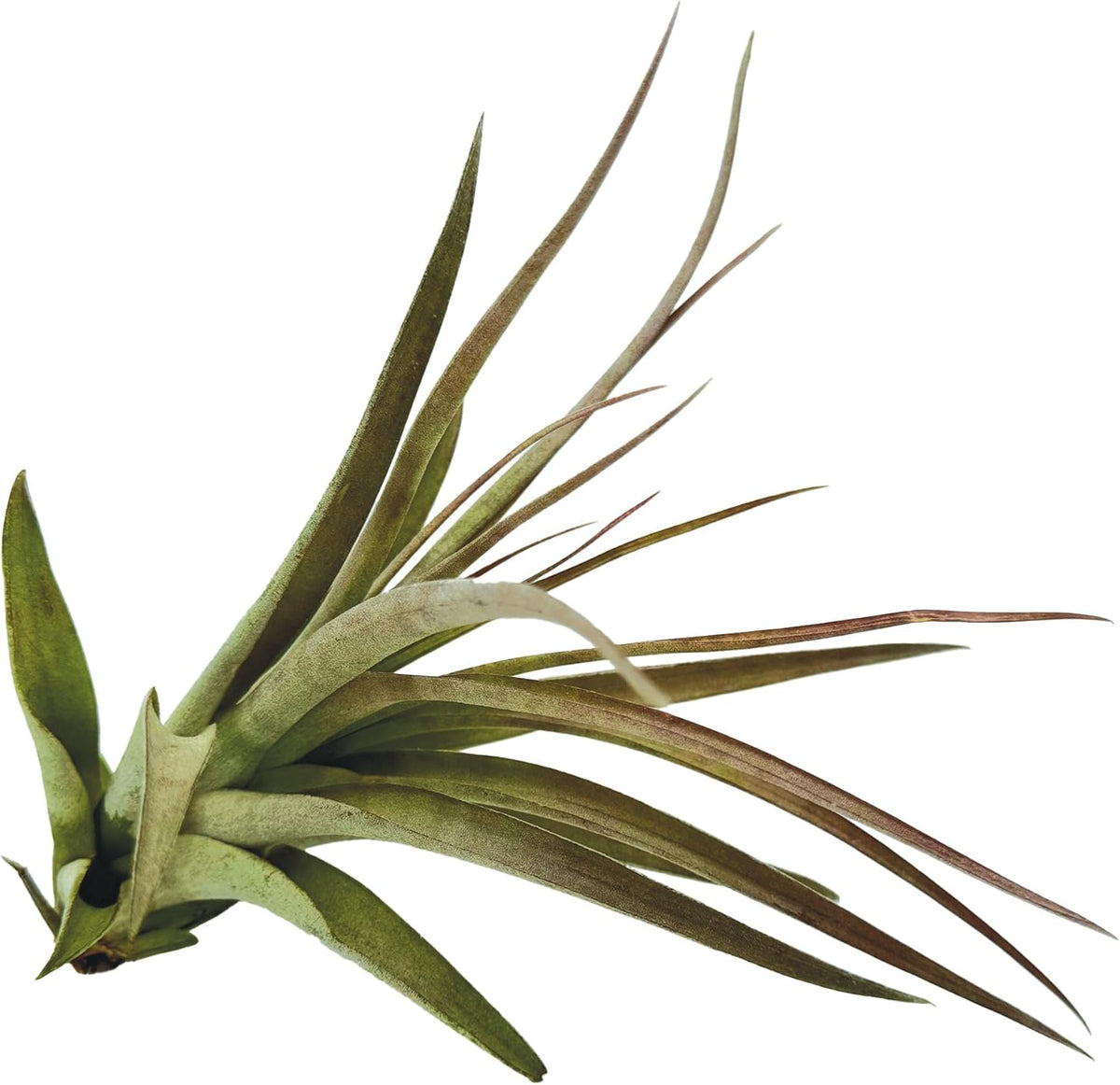 ragnaroc Air Plants - Tillandsia Brachycaulos Multiflora, Jumbo 5-7" - 3 ct - Live Arrival Guaranteed - House Plants for Home Decor & Gift