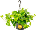 Costa Farms Golden Pothos Live Plant, Devil's Ivy in Hanging Basket Pot, Easy to Maintain, Large Air Purifying Indoor Houseplant, Home, Room, or Office Decor, House Warming or Birthday Gift
