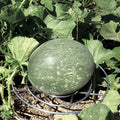 Park Seed Galvanized Steel Melon Cradle for Growing Your Own Fruits and Vegetables (5 Pack)