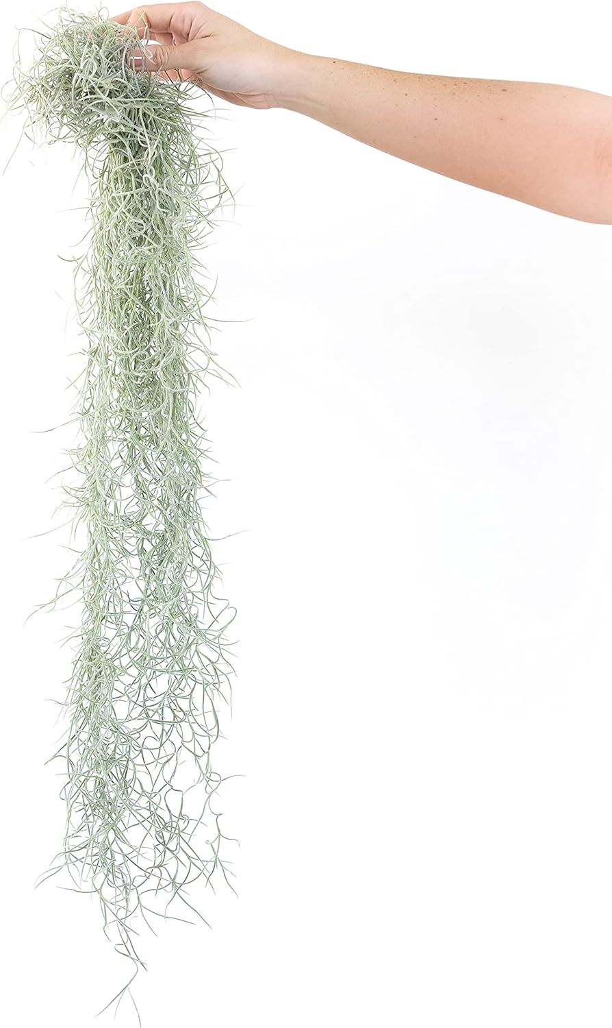 Thick Colombian Spanish Moss Live Strands with Wire Hook - Tillandsia Usneiodes - Live Tillandsia Succulent House Plants - Home and Garden Decor - Easy Care Indoor and Outdoor Plants