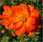 Red Crest Cosmos - Long Blooming Season