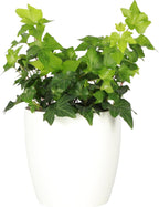 Thorsen's Greenhouse Live Green English Ivy Plant, Hedera Helix, Natural Air Purifier, Easy to Grow, Live Indoor Houseplant, 4" Diameter Pot (White)