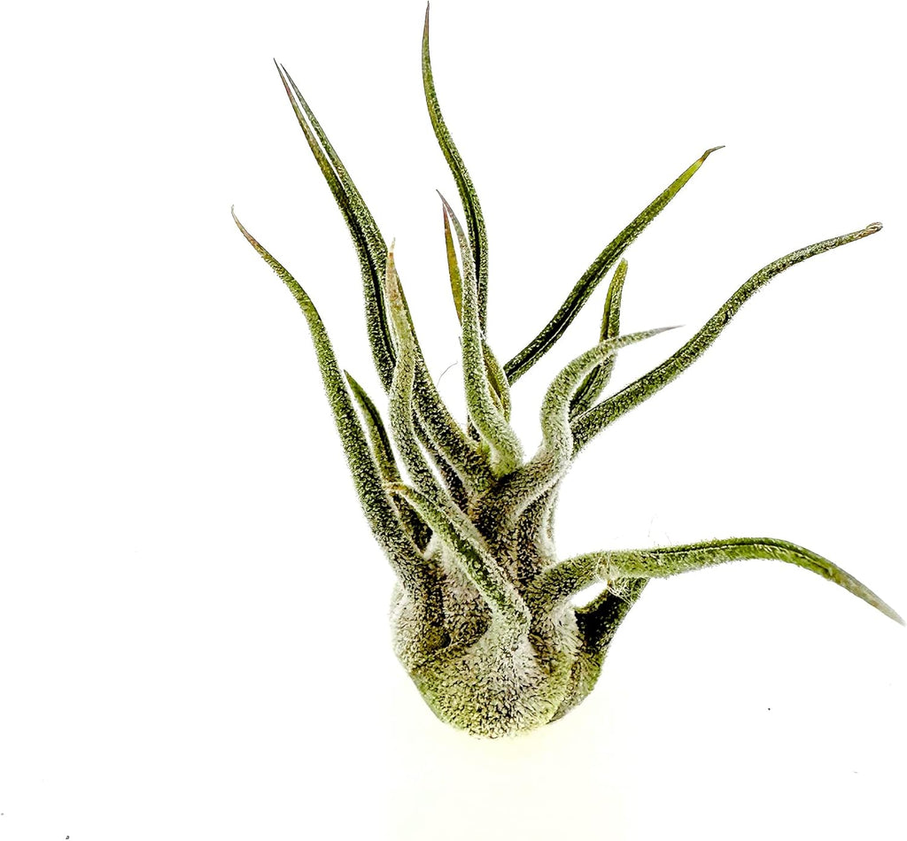 ragnaroc Air Plants - Tillandsia Pruinosa, Large 3-5" - 1ct - Live Arrival Guaranteed - House Plants for Home Decor & Gift