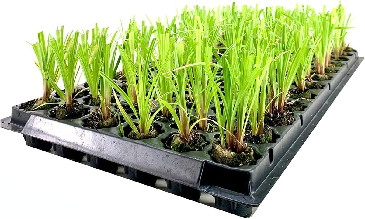 Dwarf Papyrus Plant | 3 Live Plants | Cyperus Shade & Wet Tolerant Aquatic Foliage