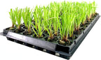 Dwarf Papyrus Plant | 10 Live Plants | Cyperus Shade & Wet Tolerant Aquatic Foliage